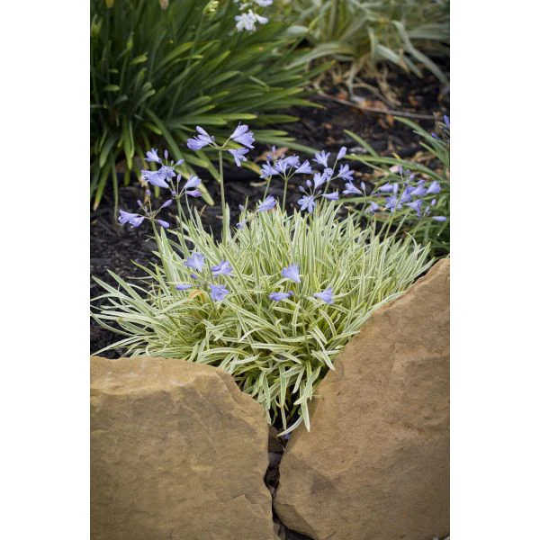 Agapanthus Golden Drop Potted Plant