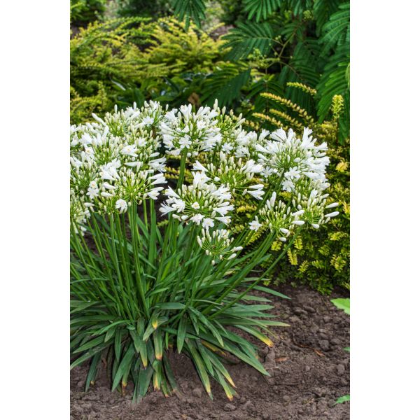 Agapanthus Mi Casa Potted Plant