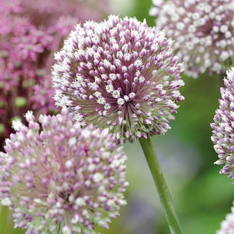 Allium Border Mix Flower Bulbs - Image 4