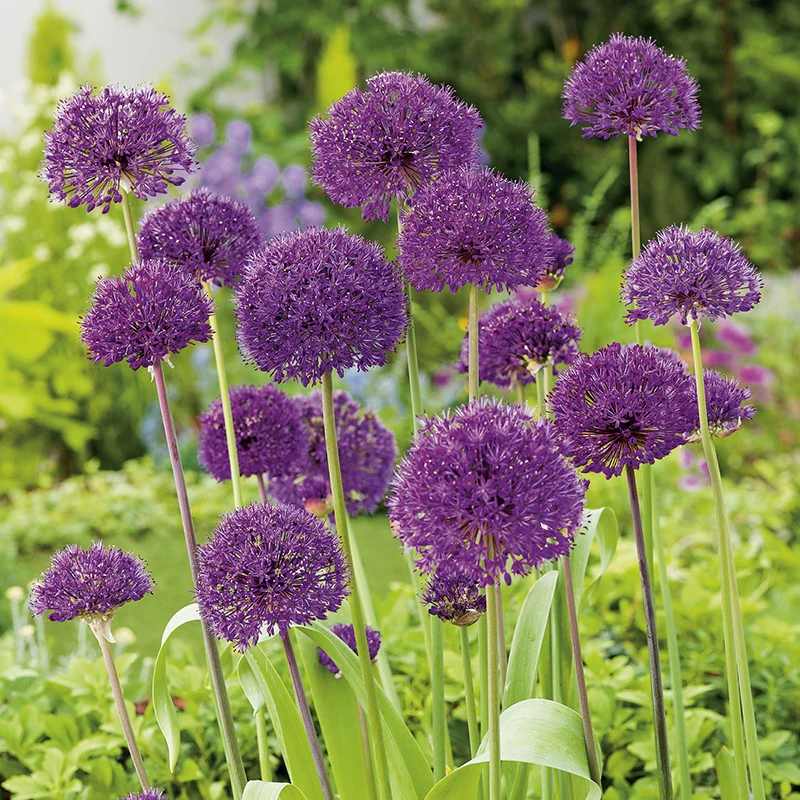 Allium hollandicum Purple Sensation Bulbs - Image 3