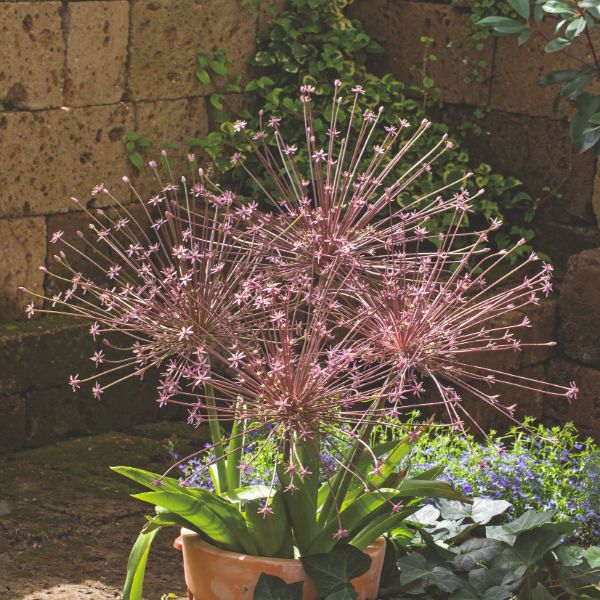 Allium Schubertii Flower Bulbs - Image 3