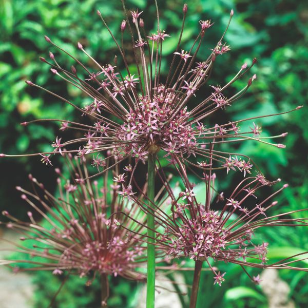 Allium Schubertii Flower Bulbs - Image 4