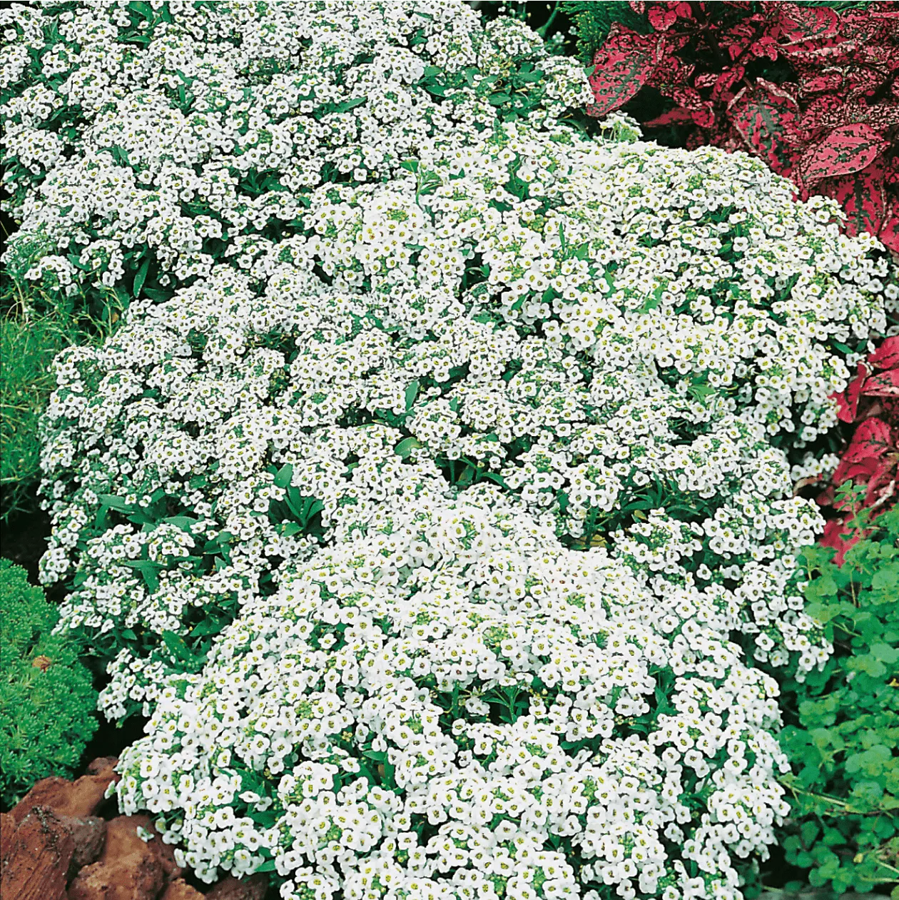 Alyssum Carpet Of Snow Seeds - Image 3