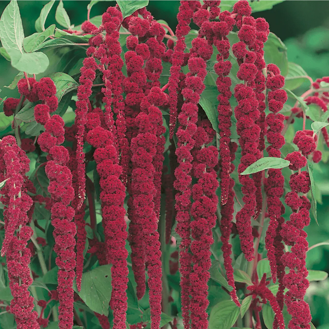 Amaranthus Love Lies Bleeding Seeds - Image 3