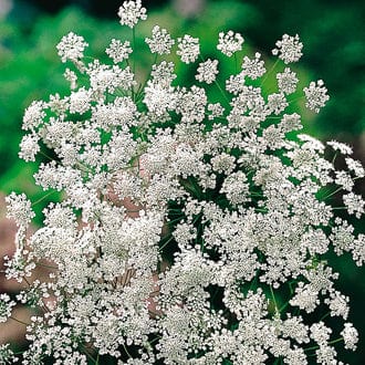 Ammi majus Seeds