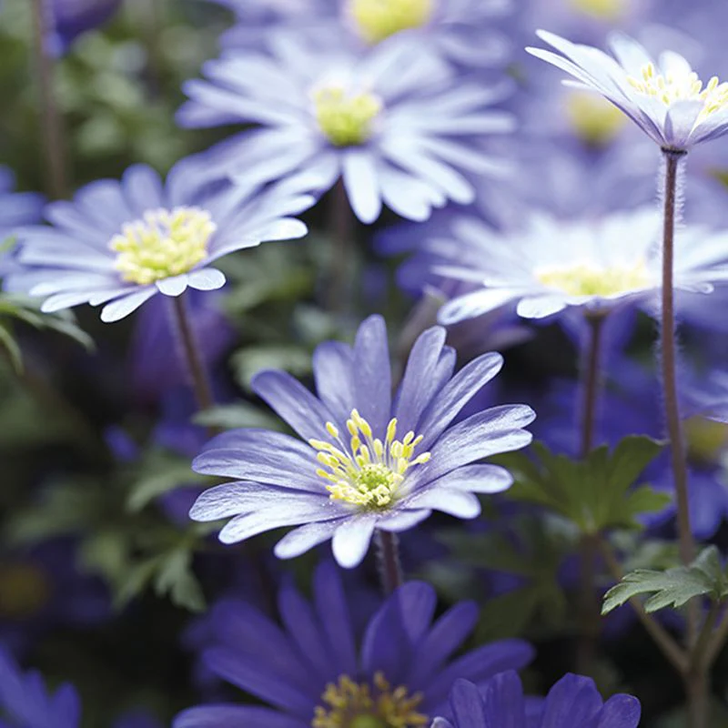 Anemone Blanda Collection Flower Bulbs - Image 3