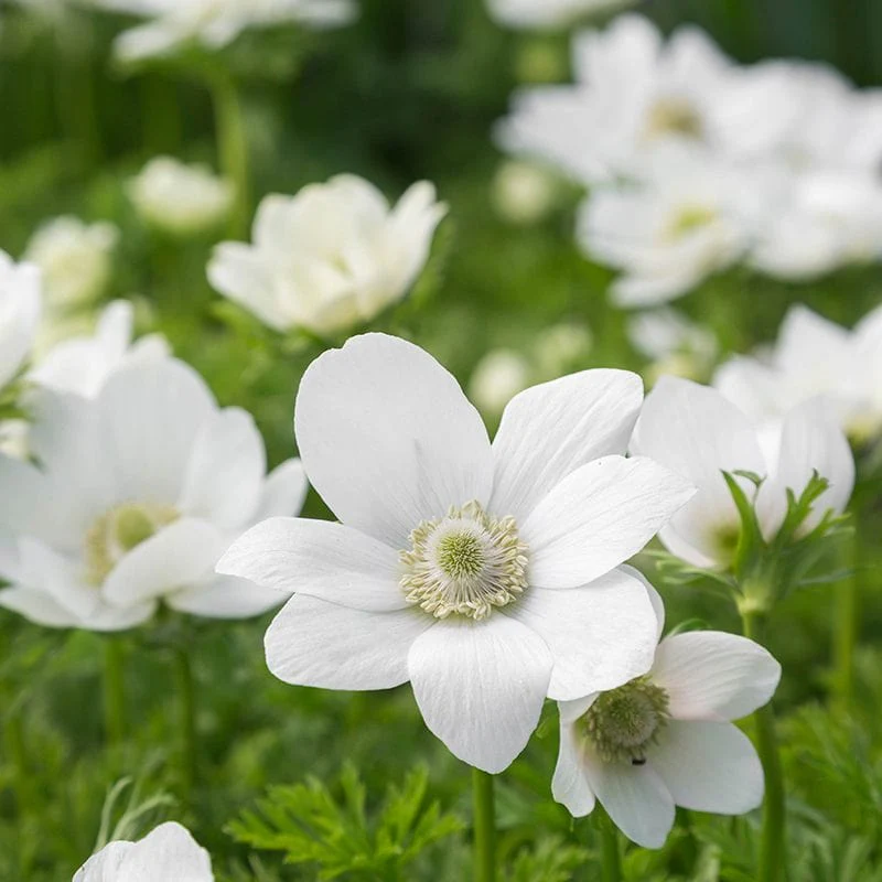 Anemone coronaria Collection - Image 3
