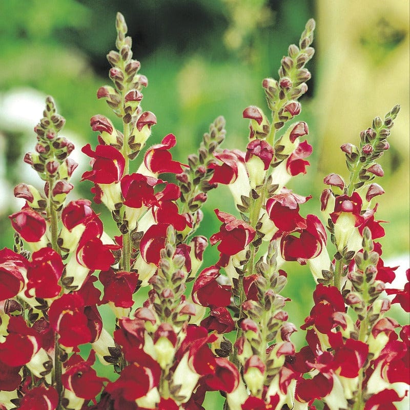 Antirrhinum Night & Day Seeds