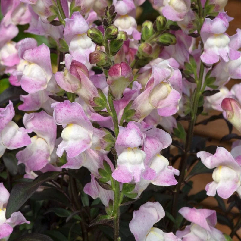 Antirrhinum Snap in Black Collection - Image 3