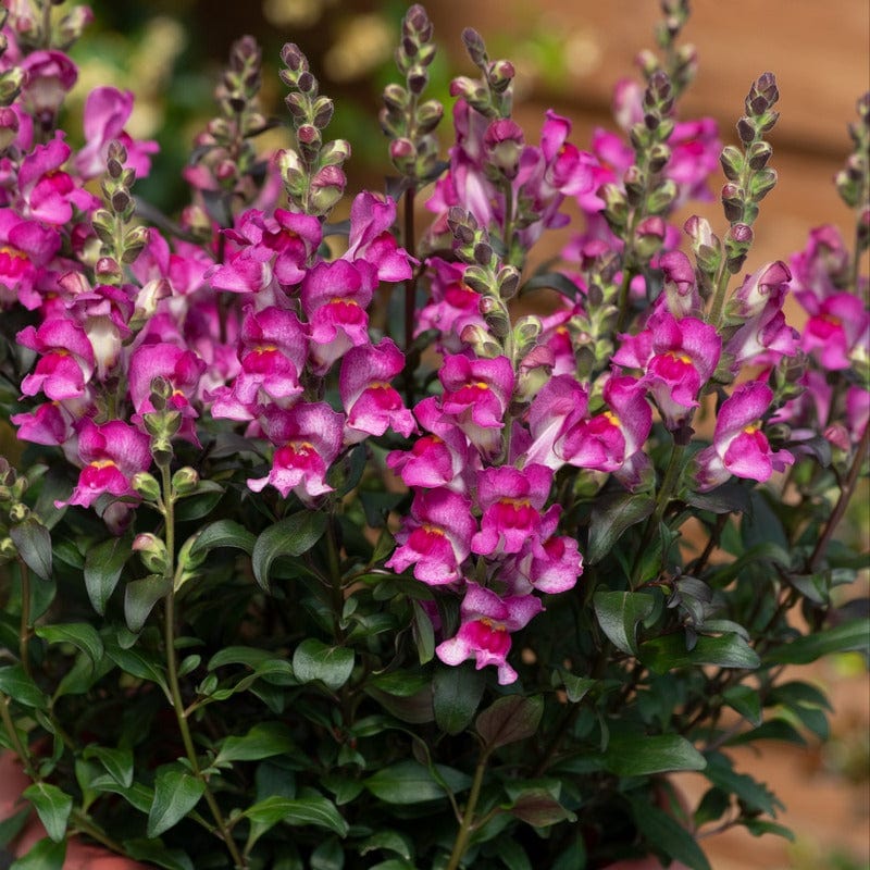 Antirrhinum Snap In Black Raspberry Plants