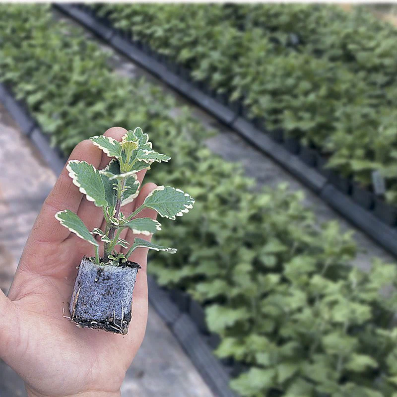 Antirrhinum Snap In Black Raspberry Plants - Image 2