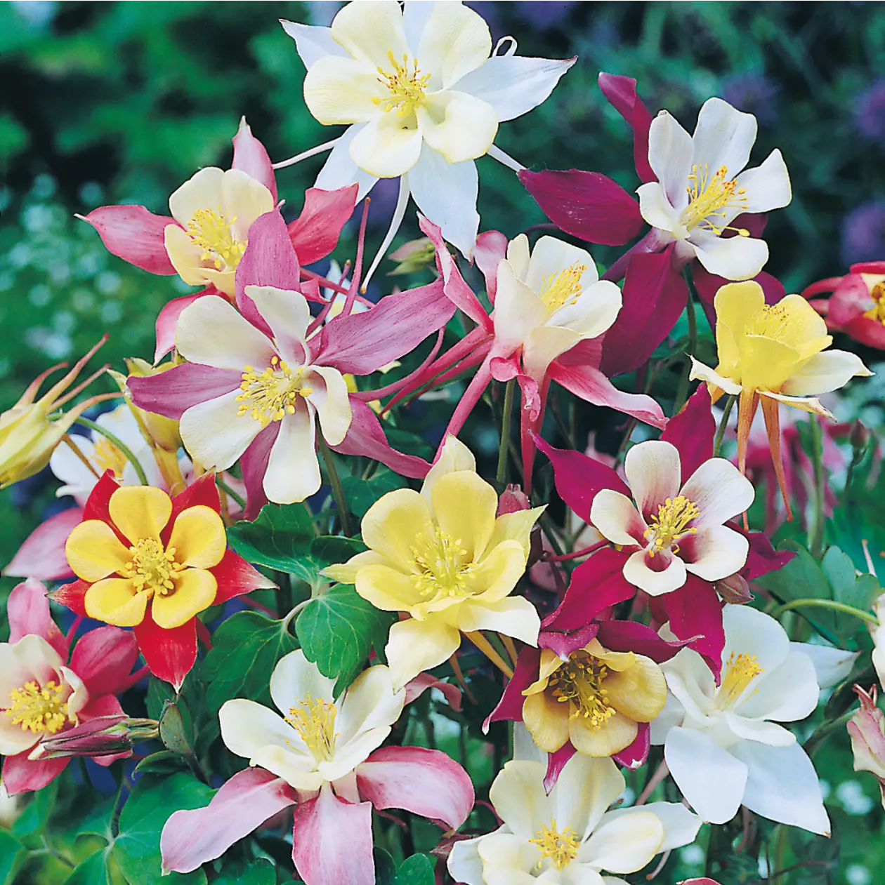 Aquilegia Mckana Giant Mixed Seeds - Image 3