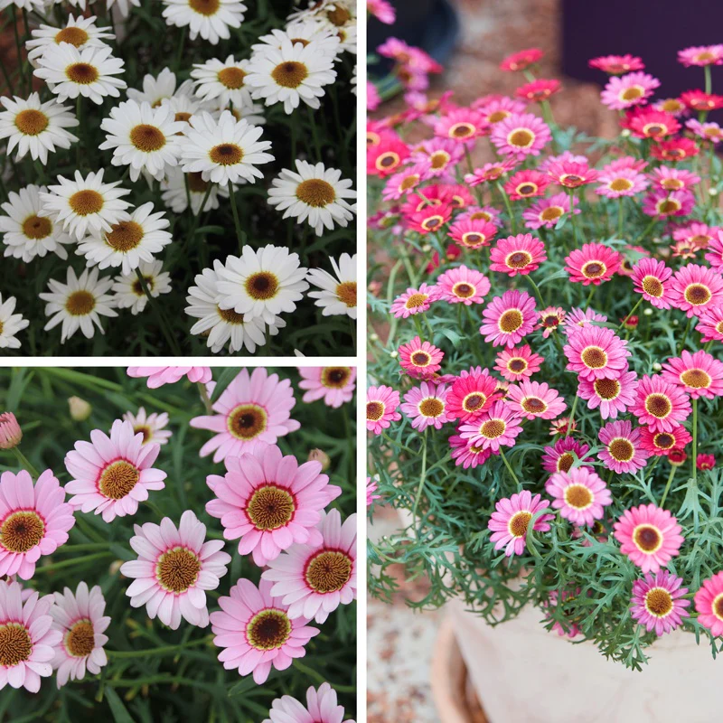 Argyranthemum Grandaisy Collection