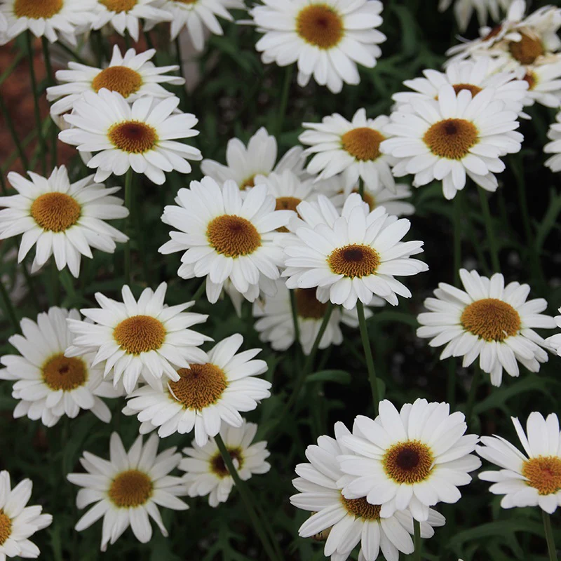 Argyranthemum Grandaisy Collection - Image 2