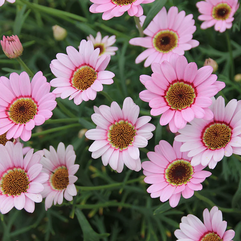 Argyranthemum Grandaisy Collection - Image 3