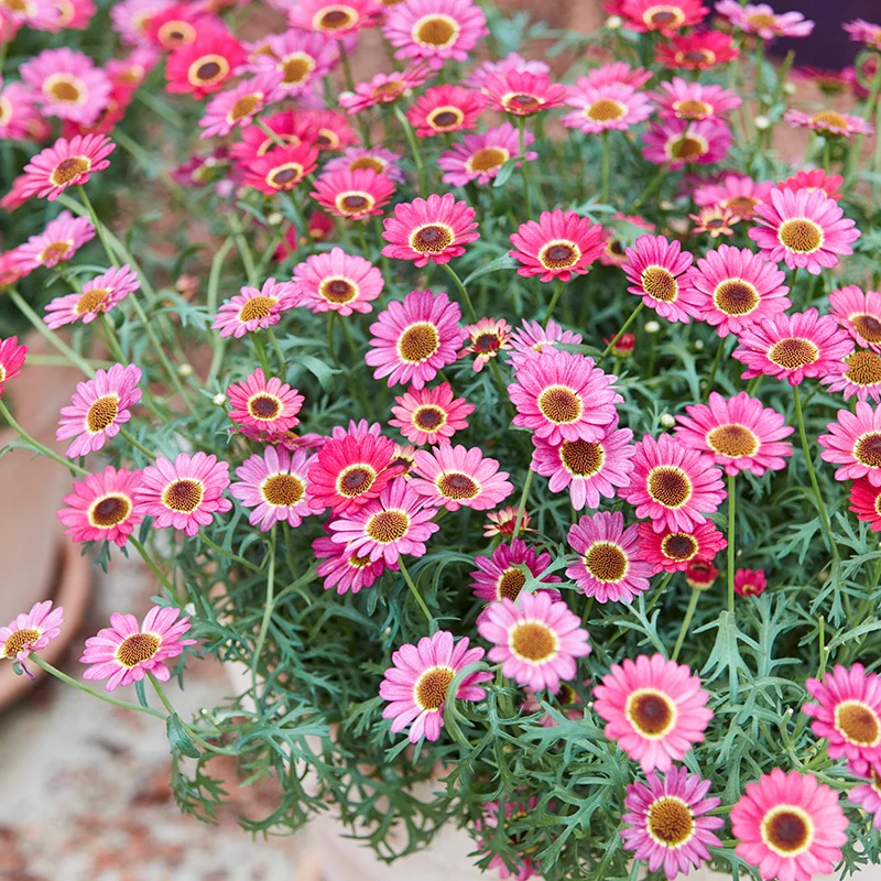 Argyranthemum Grandaisy Collection - Image 4