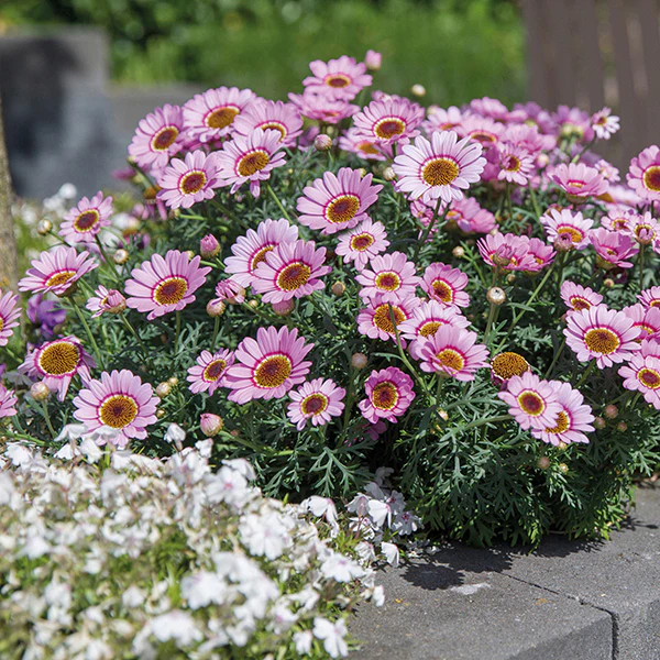 Argyranthemum Grandaisy Pink Halo