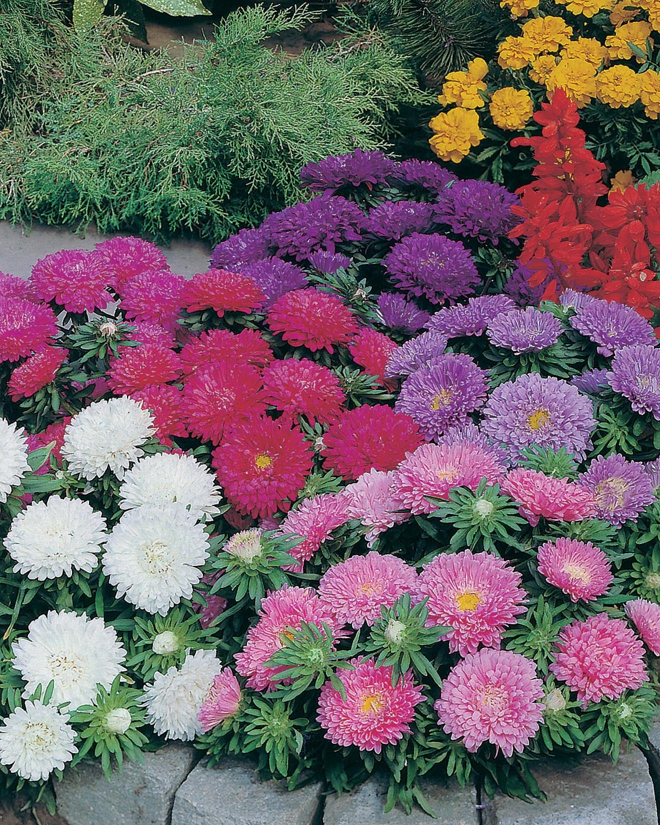 Aster Colour Carpet Mixed Seeds - Image 3