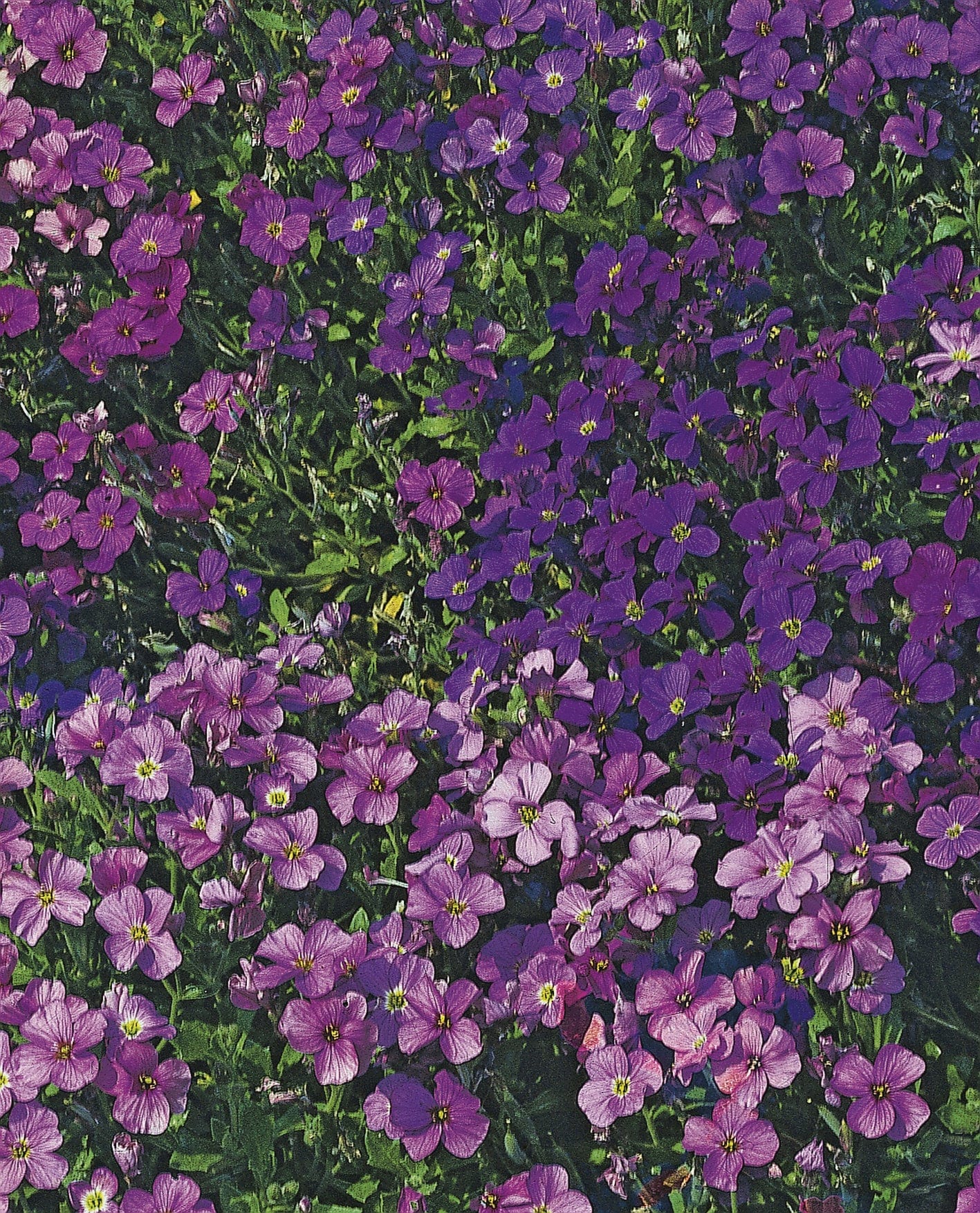 Aubrieta Cascade Mixed Seeds - Image 3