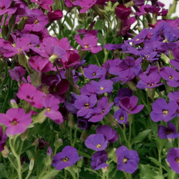 Aubrieta Katie Mix Garden Ready Bedding Plants - Image 2