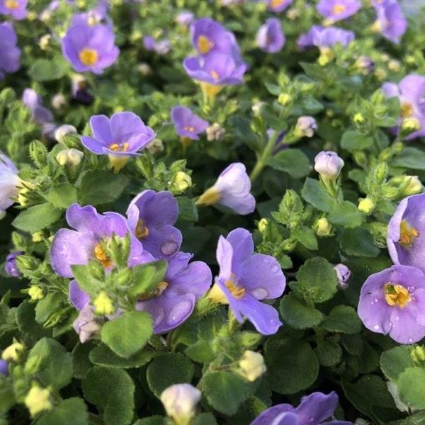 Bacopa Blue Flower Plants - Image 3