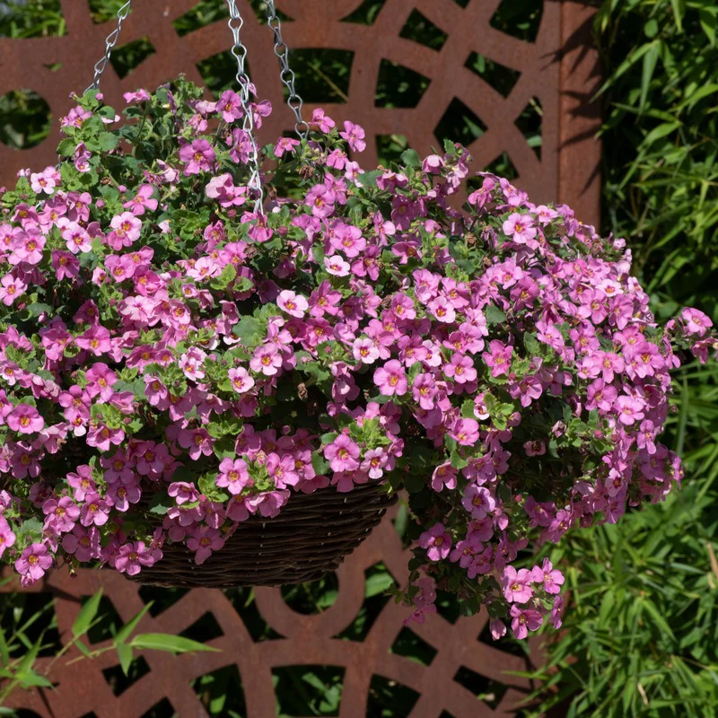 Bacopa Flower Plants Collection - Image 2