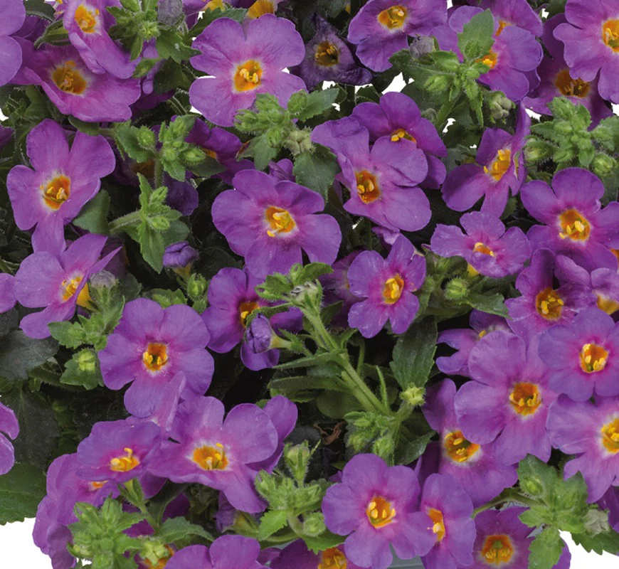 Bacopa Flower Plants Collection - Image 4