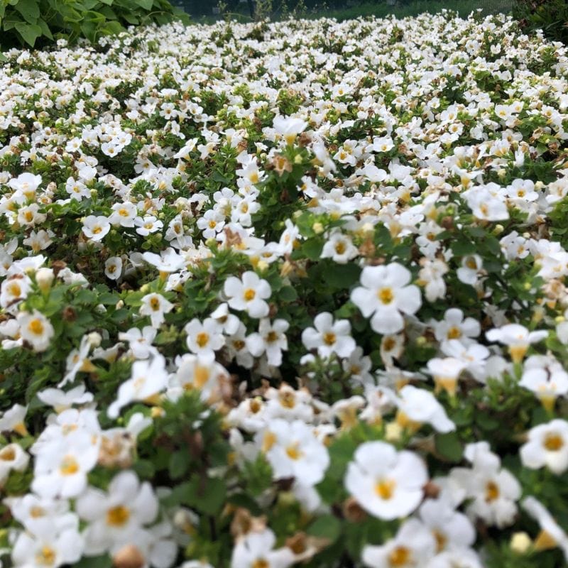 Bacopa MegaCopa White Flower Plants - Image 2