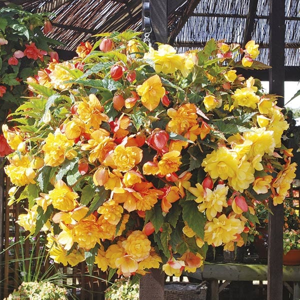 Begonia Illumination Apricot Shades F1 - Image 3