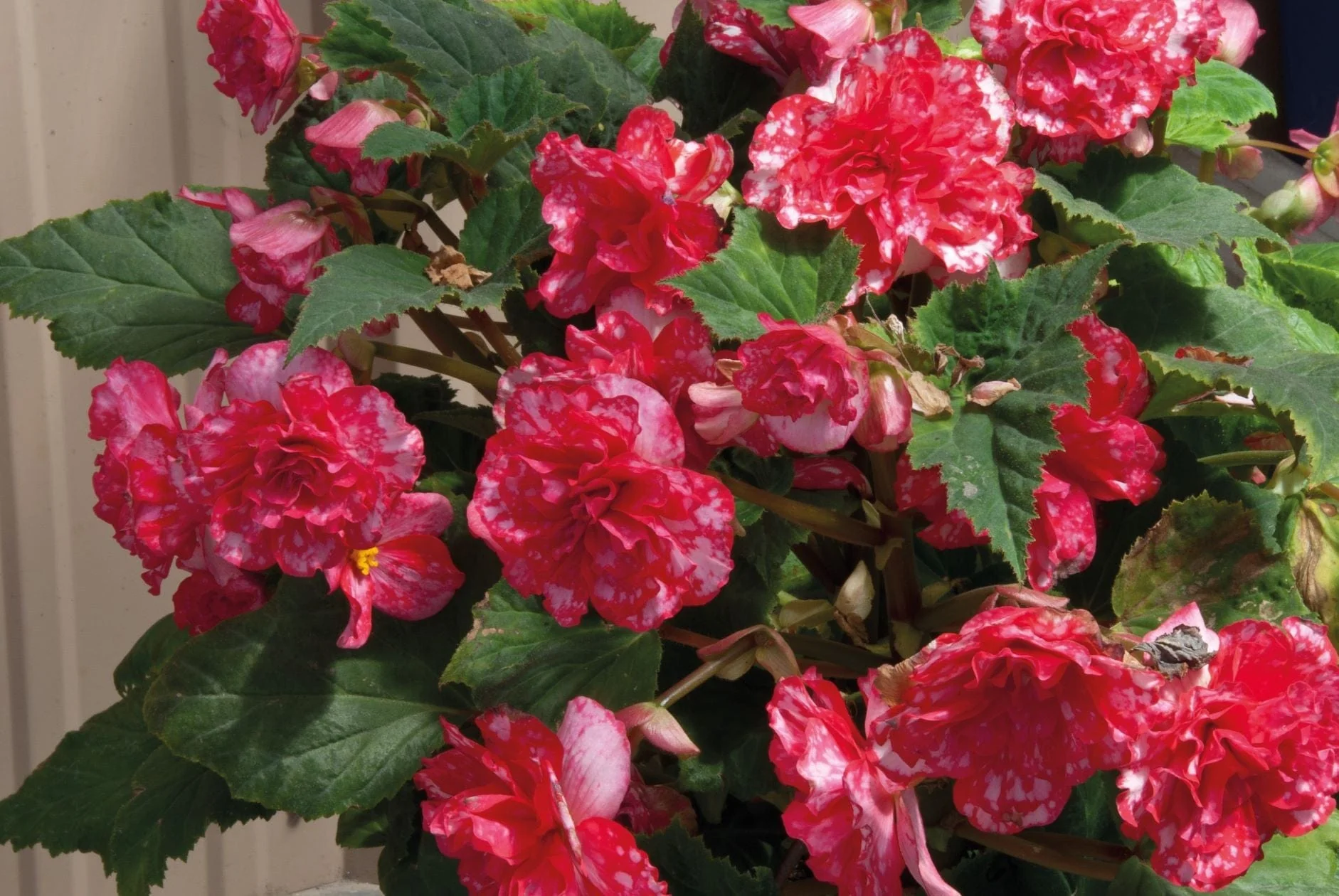 Begonia On Top Polka Dot F1 Seeds - Image 3