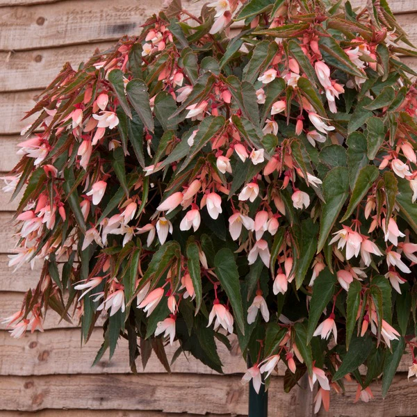 Begonia Starshine Appleblossom Flower Plants - Image 3