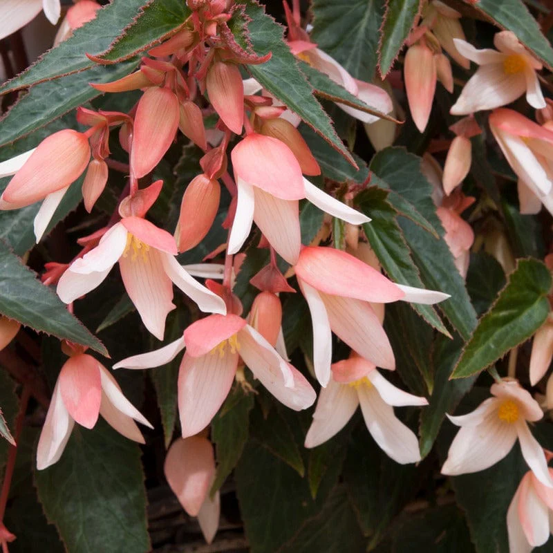 Begonia Starshine Appleblossom Flower Plants - Image 4