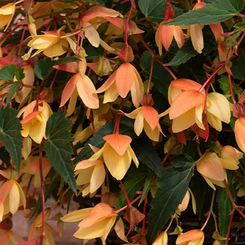 Begonia Starshine Calypso Flower Plants - Image 3