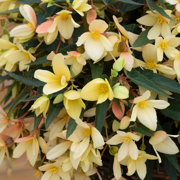 Begonia Starshine Flower Plants Collection - Image 3