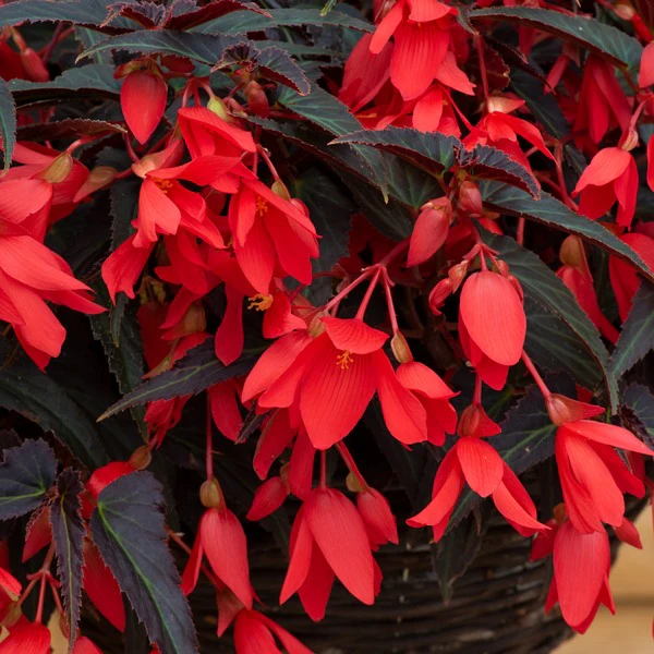 Begonia Starshine Flower Plants Collection - Image 4