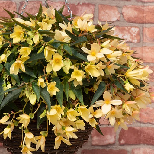 Begonia Starshine Yellow Flower Plants - Image 3
