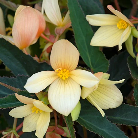 Begonia Starshine Yellow Flower Plants - Image 4