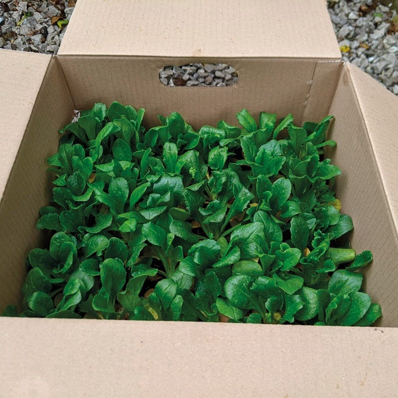Bellis Bellisima Mixed Flower Plants - Image 4