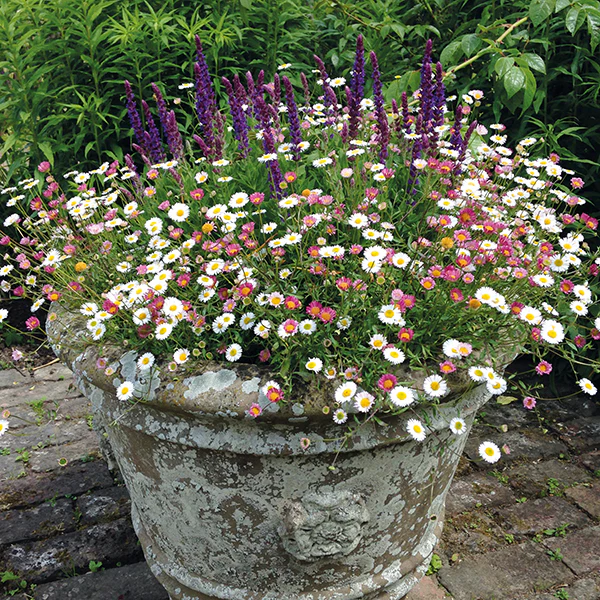 Best Selling Perennial Flower Plants Collection - Image 3