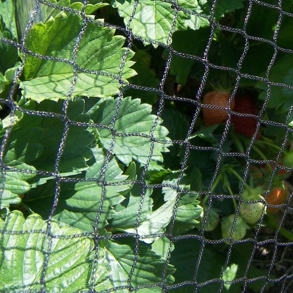 Bird Plant Protection Netting - Image 2
