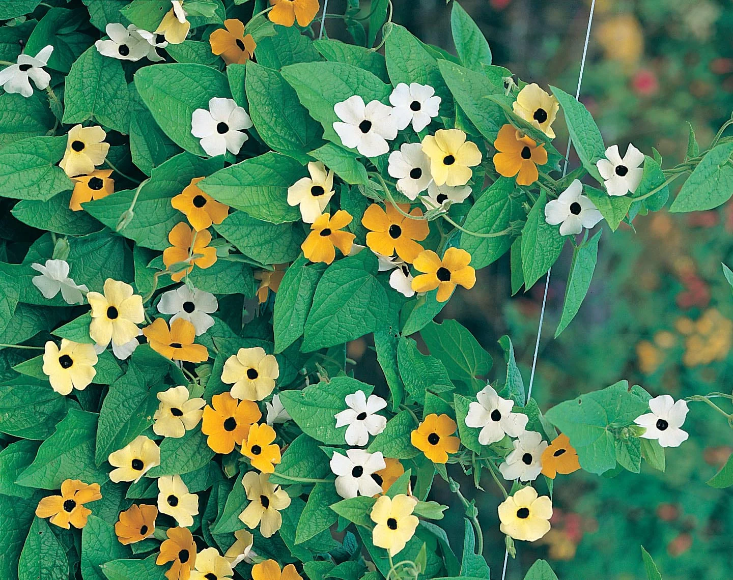 Black Eyed Susan Susie Mixed Seeds - Image 3