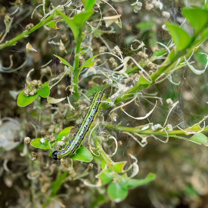 Box Moth Caterpillar Control Nematodes 30sqm x 2 (2 sachets) - Image 3