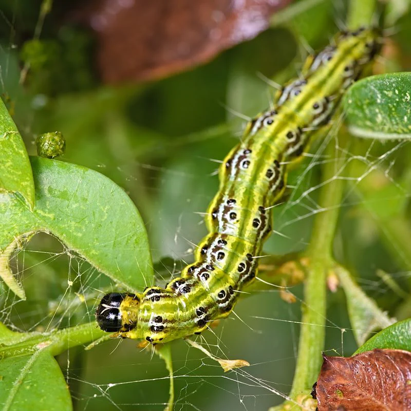 Box Moth Caterpillar Control Nematodes 30sqm x 2 (2 sachets) - Image 4