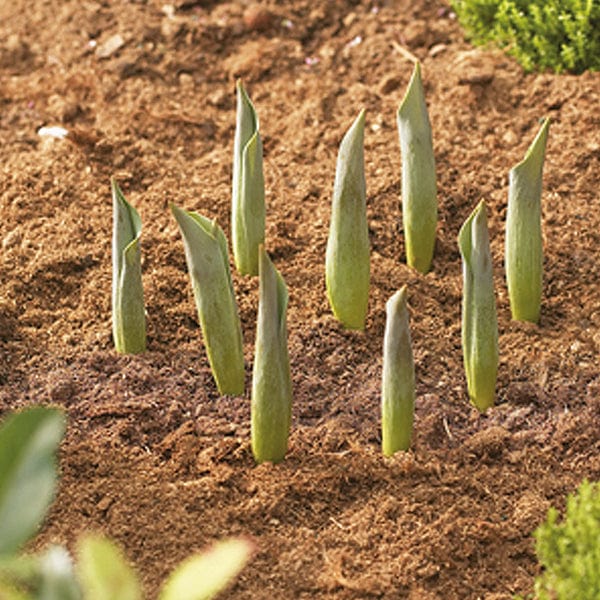 Bulb Planting Baskets - (3 x 26cm Round) - Image 3
