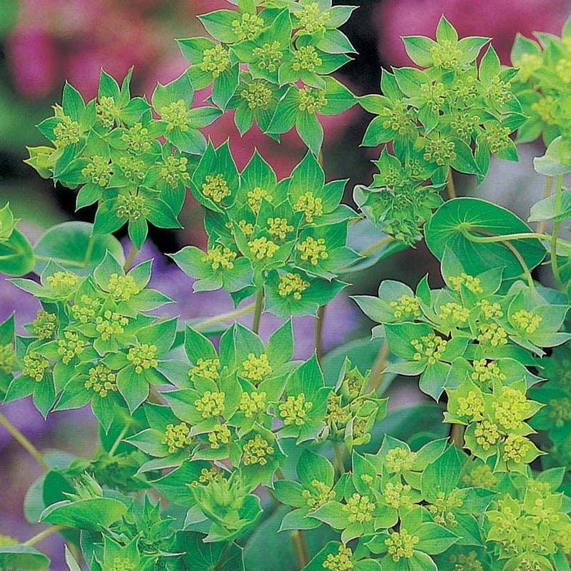 Bupleurum Rotundifolium Seeds