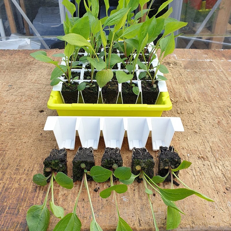 Bustaseed Extra Durable Tip Out Propagation Kit - Duo Pack - Image 2