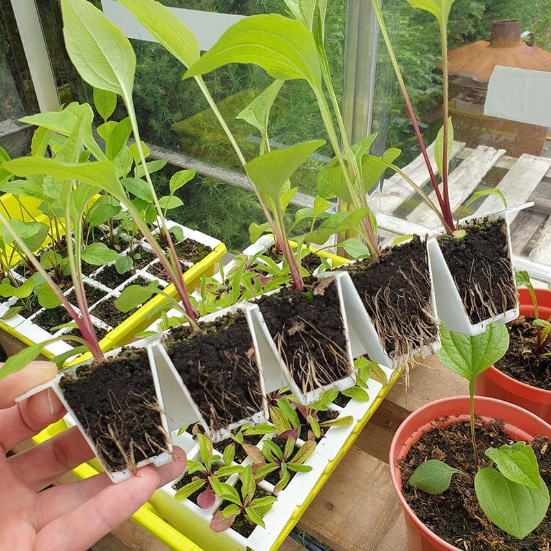 Bustaseed Extra Durable Tip Out Propagation Kit - Duo Pack - Image 3