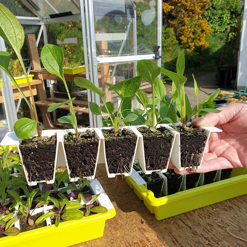 Bustaseed Propagation Tray - Image 2