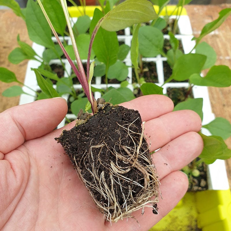 Bustaseed Propagation Tray - Image 3