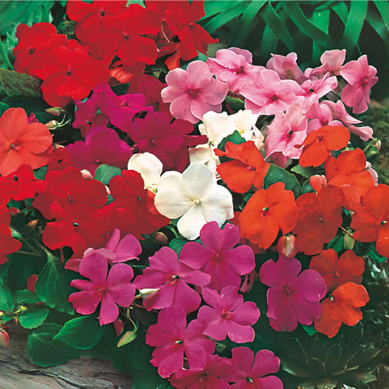 Busy Lizzie Safari Mixed F2 Seeds - Image 3